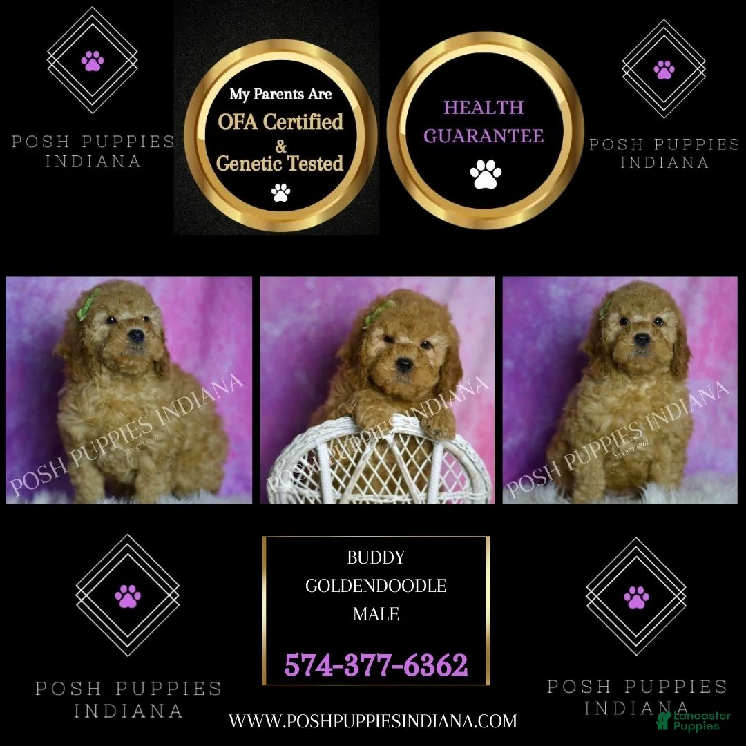 Mini Goldendoodle dogs for sale: Buddy - Ad 2