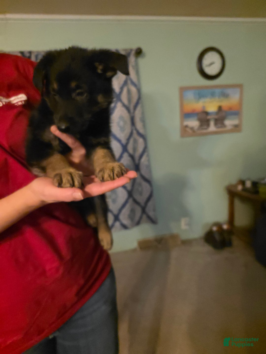 German Shepherd dogs for sale: German Shepherd Puppy 2 - Ad 7
