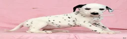 Dalmatian dogs for sale: Lily - Ad 4