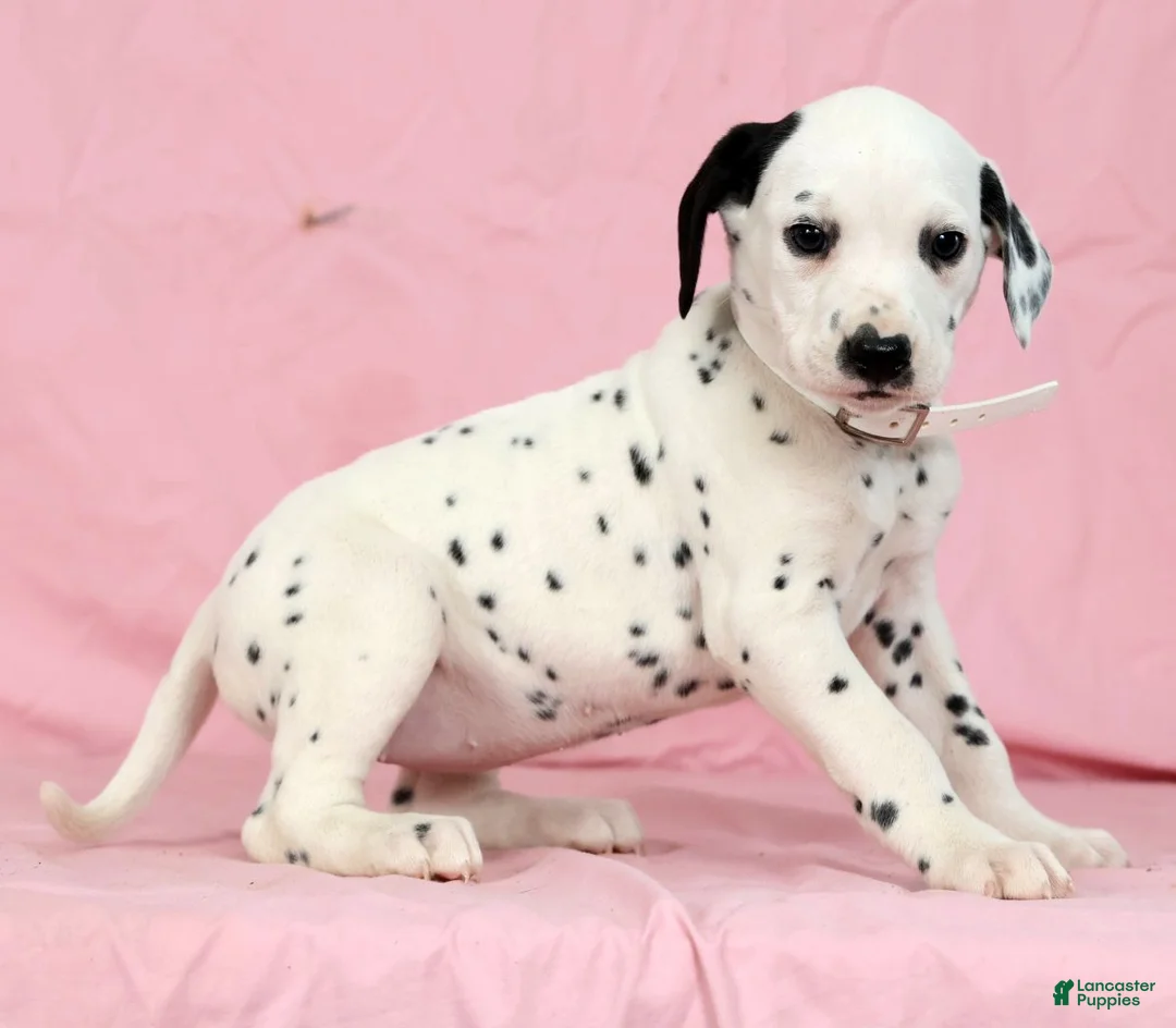 Dalmatian dogs for sale: Lily - Ad 4