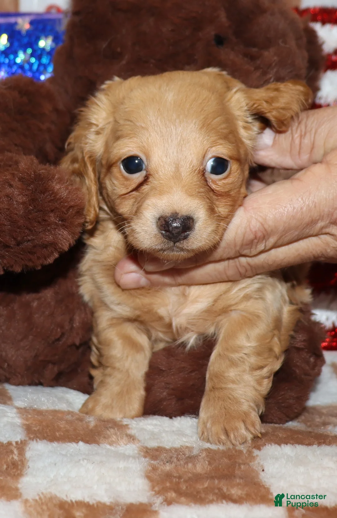 Miniature Dachshund dogs for sale:  Gigi - Ad 8