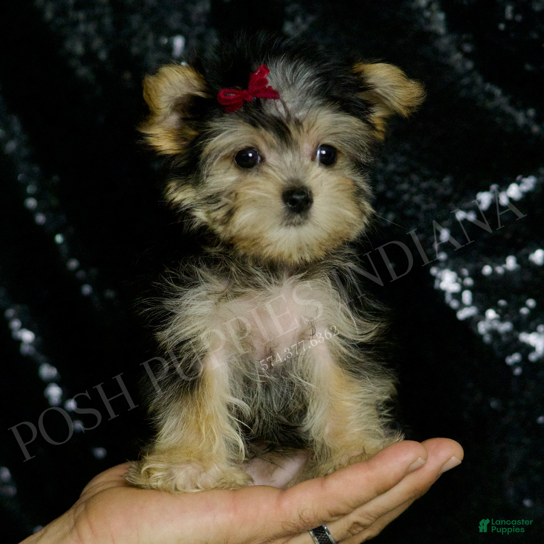 Morkie dogs Lucy - Ad 18