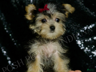 Morkie dogs Lucy - Ad 42