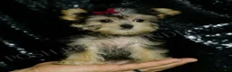Morkie dogs for sale: Lucy - Ad 1
