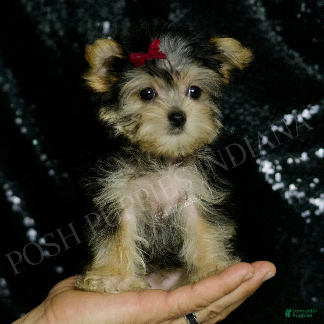 Morkie dogs for sale: Lucy - Ad 1