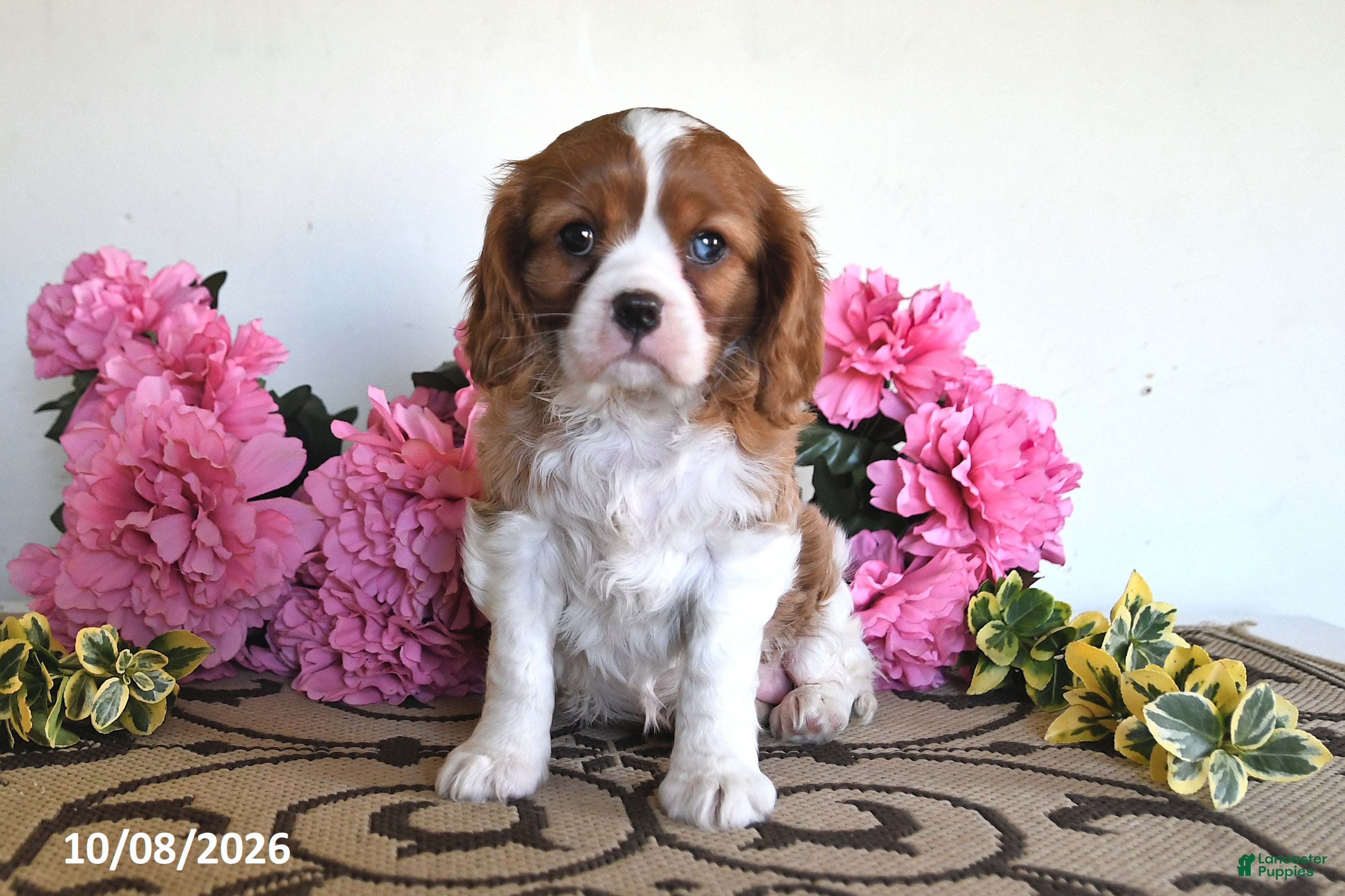 Cavalier King Charles Spaniel dogs Carmel - Ad 2