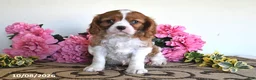 Cavalier King Charles Spaniel dogs for sale: Carmel - Ad 2