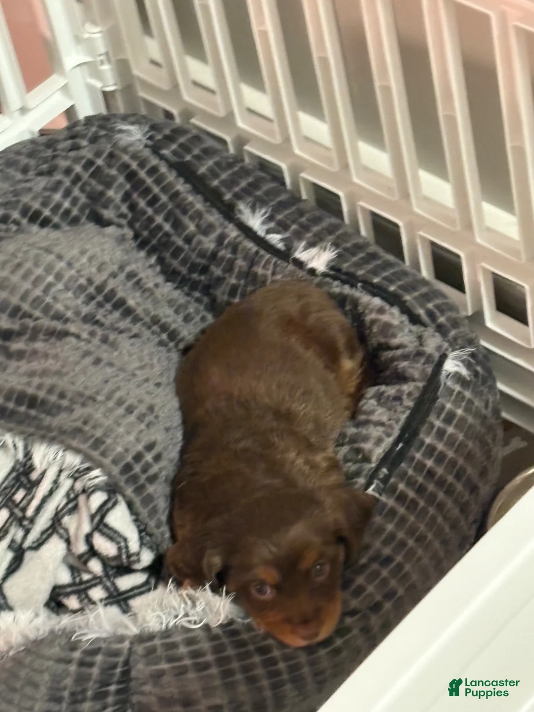 Mixed Breed dogs for sale: Reese  - Ad 2