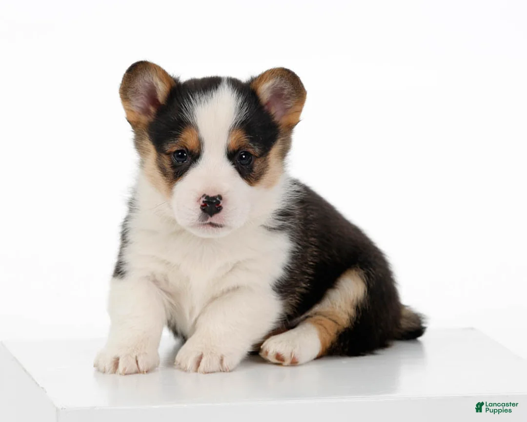 Gallery Image {{count}}