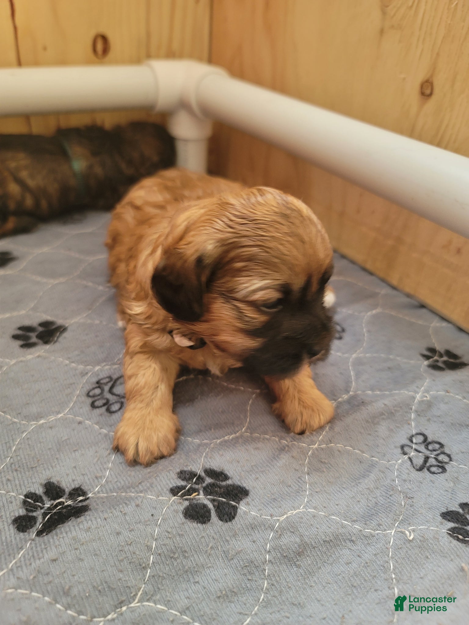 Shihpoo dogs Shihpoo Puppy 2 - Ad 2