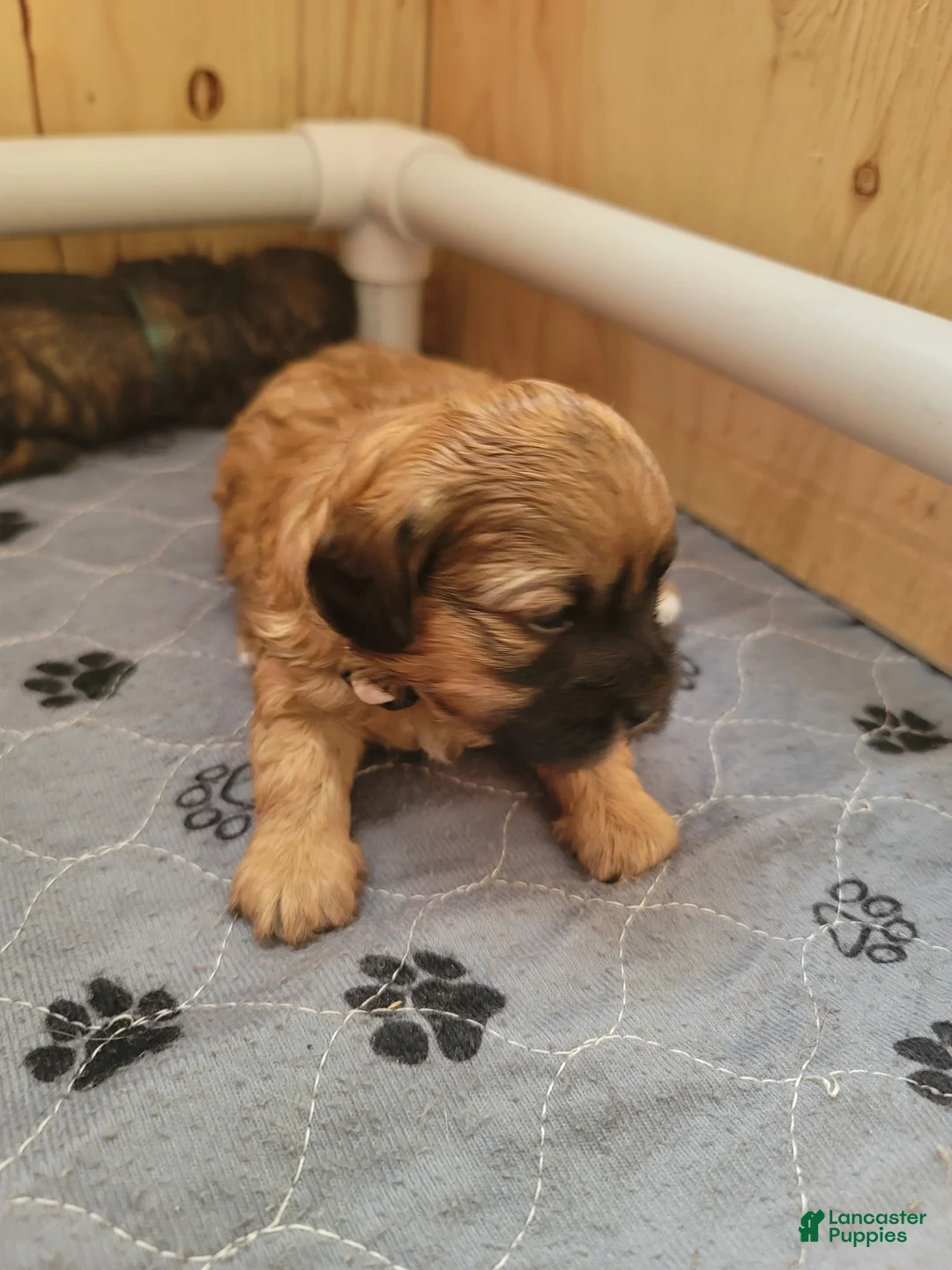 Shihpoo dogs for sale: Shihpoo Puppy 2 - Ad 2