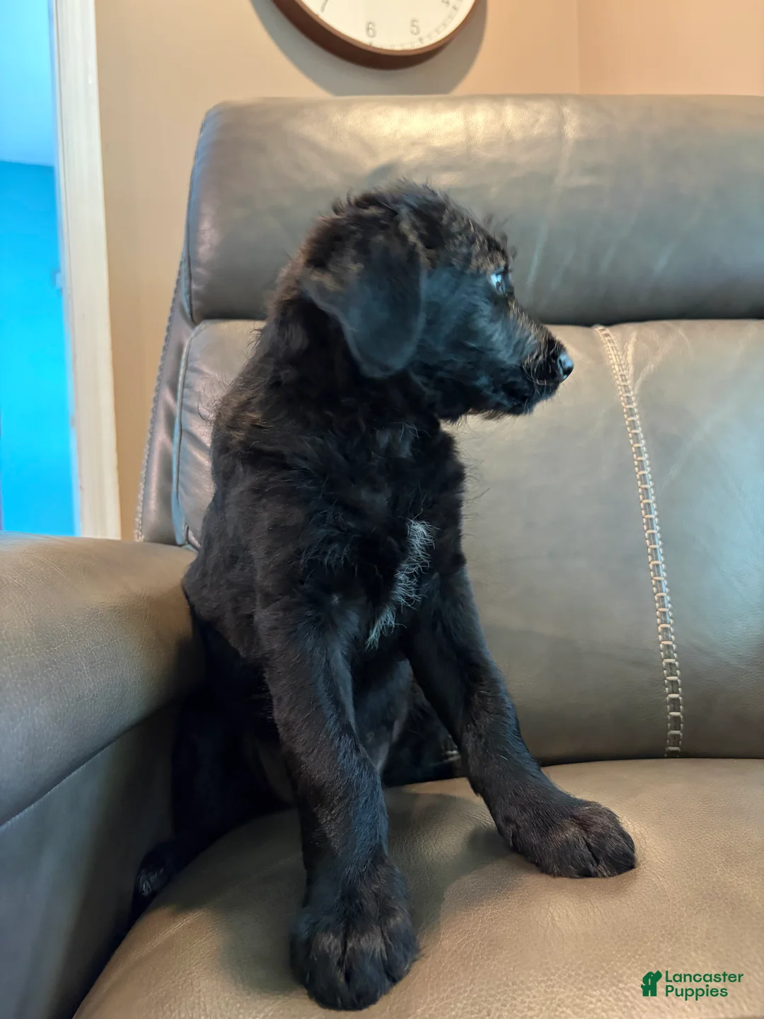 Mixed Breed dogs for sale: Misty  - Ad 11