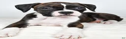 Boxer dogs for sale: Dena - Ad 4