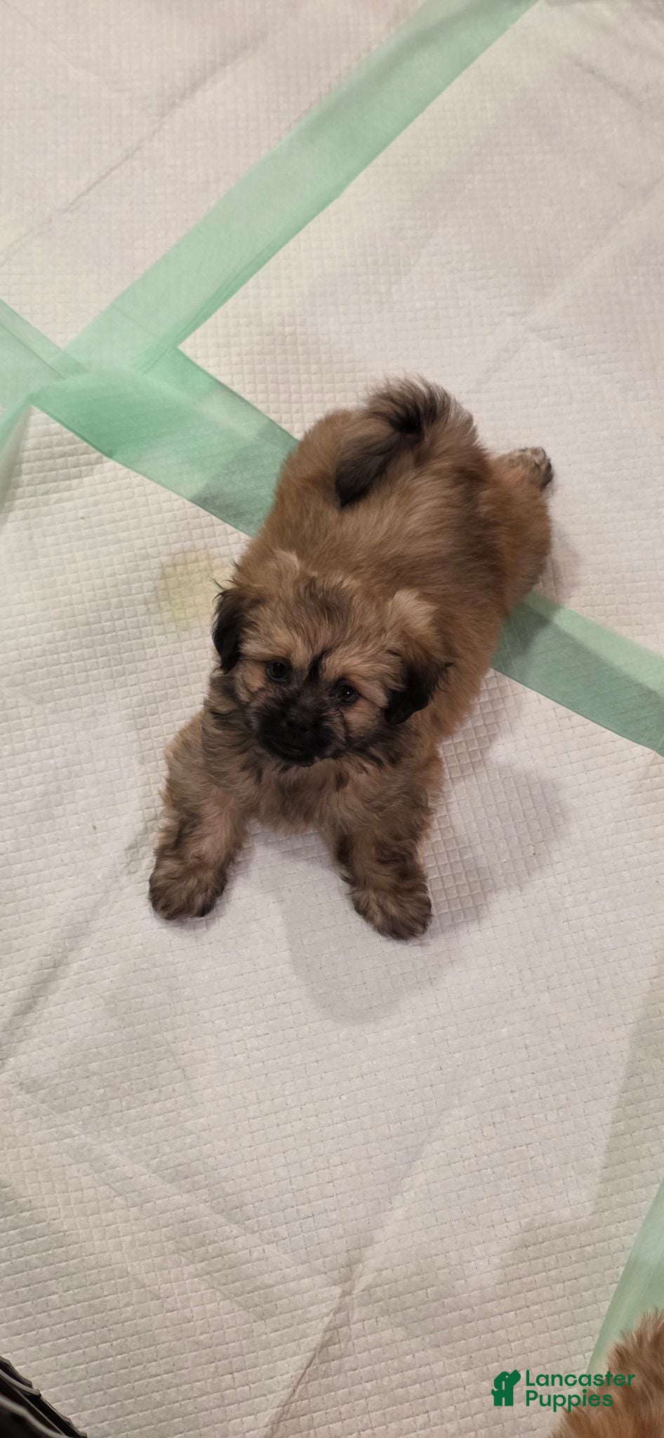 Shih Tzu dogs Shih Tzu 4 - Ad 2