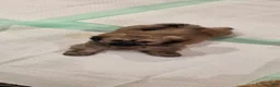 Shih Tzu dogs for sale: Shih Tzu 4 - Ad 2