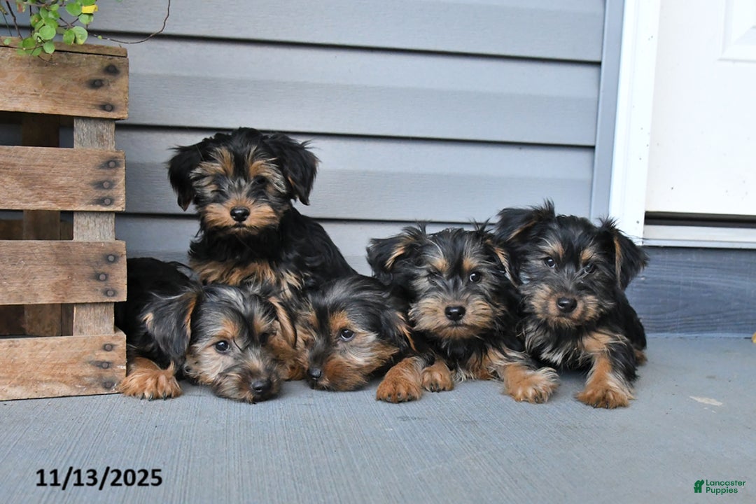 Yorkshire Terrier dogs for sale: Rocky - Ad 3