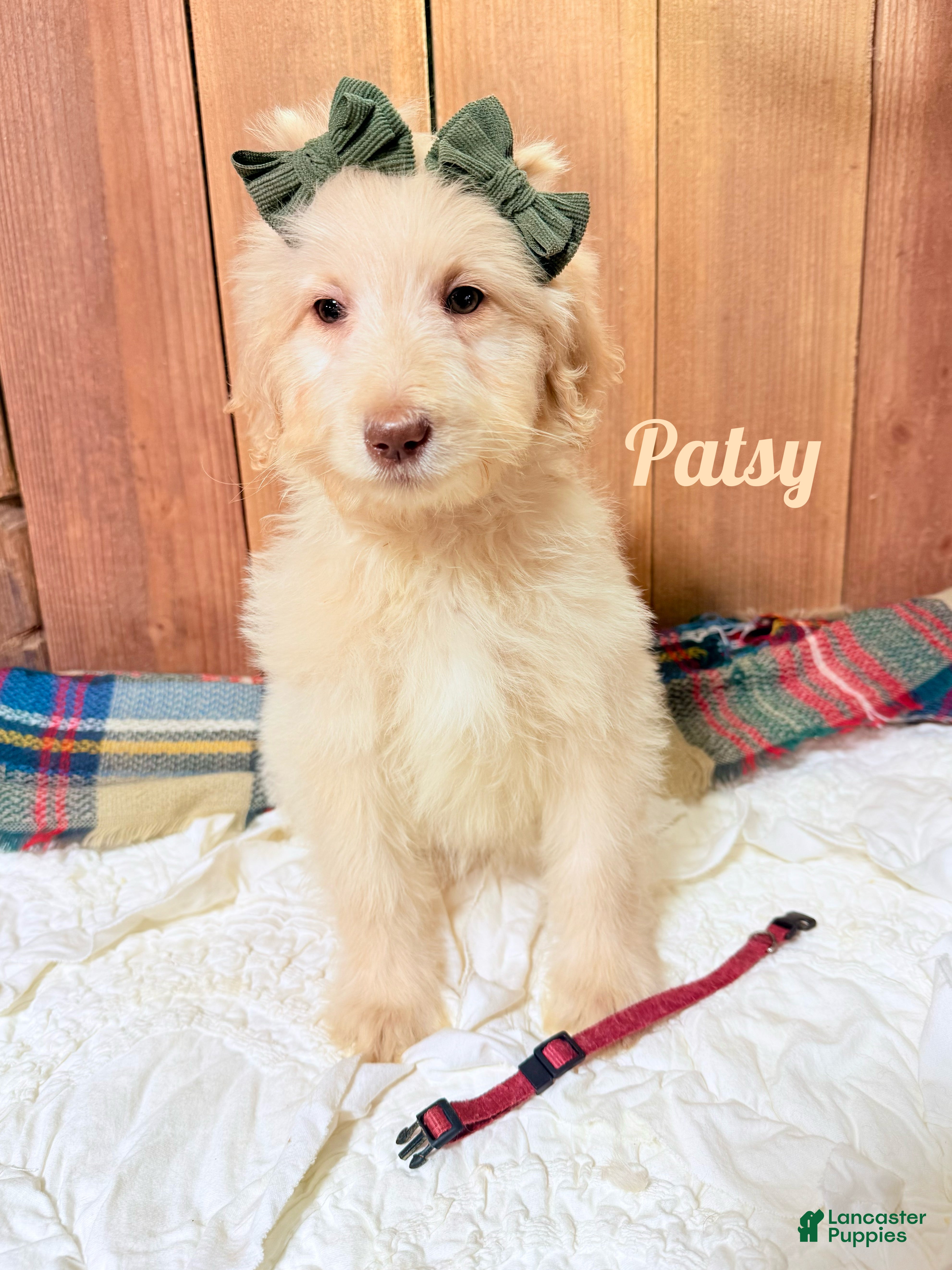 Saint Berdoodles dogs Patsy - Ad 4