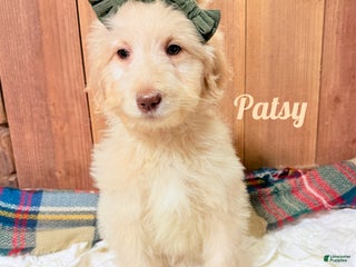 Saint Berdoodles dogs Patsy - Ad 4