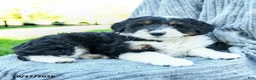 Miniature Australian Shepherd dogs for sale: Mia  - Ad 2