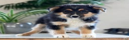 Australian Shepherd dogs for sale: Shelly - Ad 6