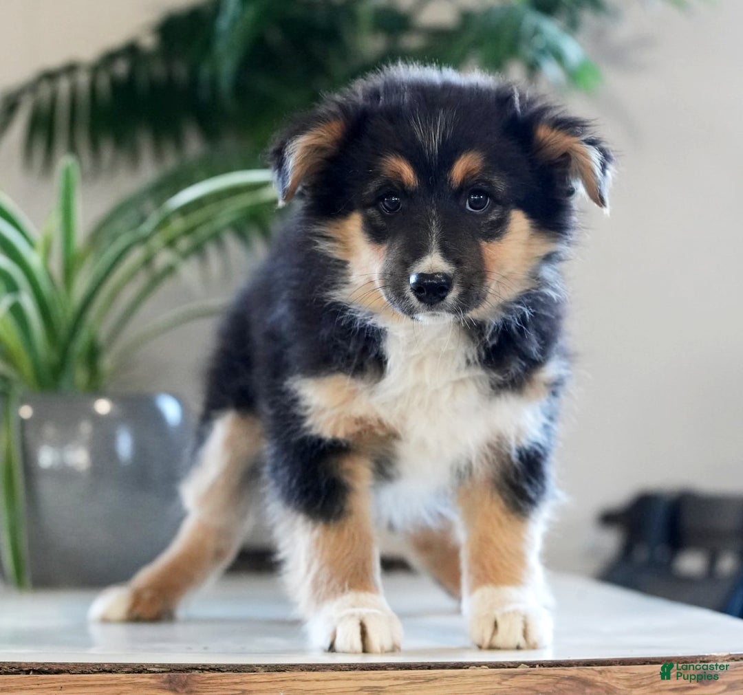 Australian Shepherd dogs for sale: Shelly - Ad 6