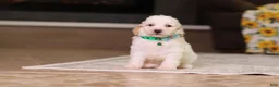 Miniature Poodle dogs for sale: Monty - Ad 3