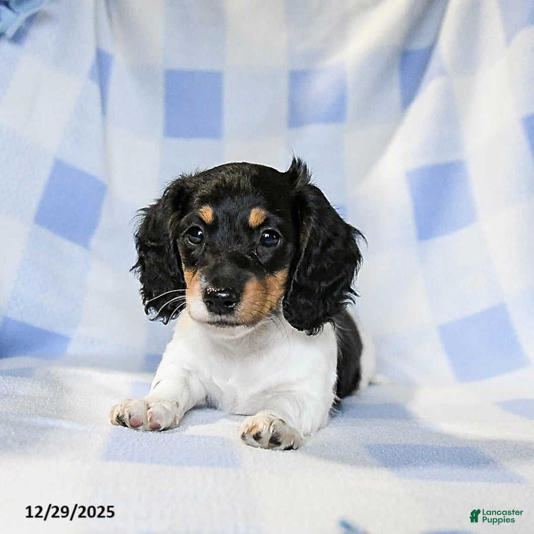 Miniature Dachshund dogs for sale: Ace - Ad 1