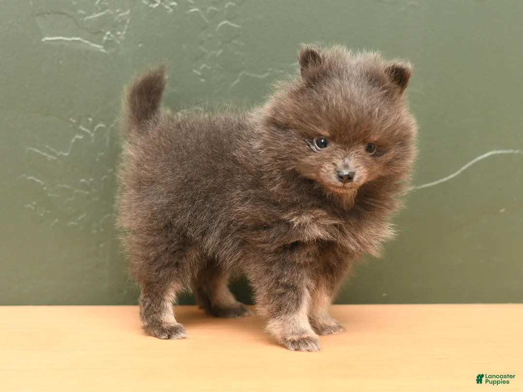 Pomeranian dogs for sale: Lily Blu - Ad 2