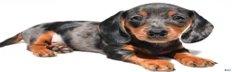 Dachshund dogs for sale: Ronnie - Ad 7