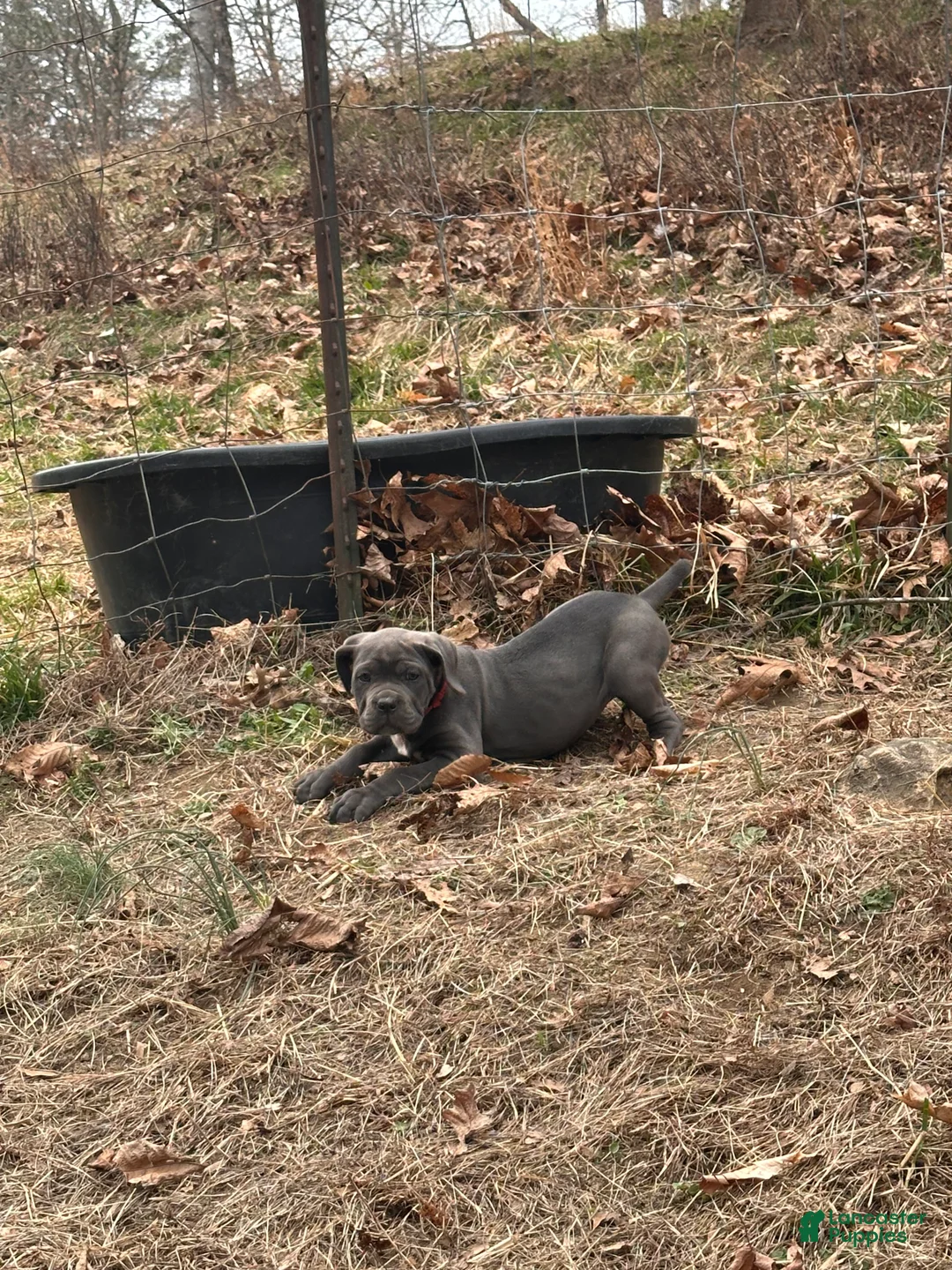 Cane Corso dogs for sale: Cane Corso Puppy 6 - Ad 2