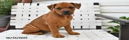 Mixed Breed dogs for sale: Mindy - Ad 3