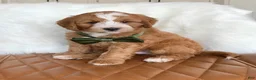 Mini Bernedoodle dogs for sale: Truffle - Ad 2