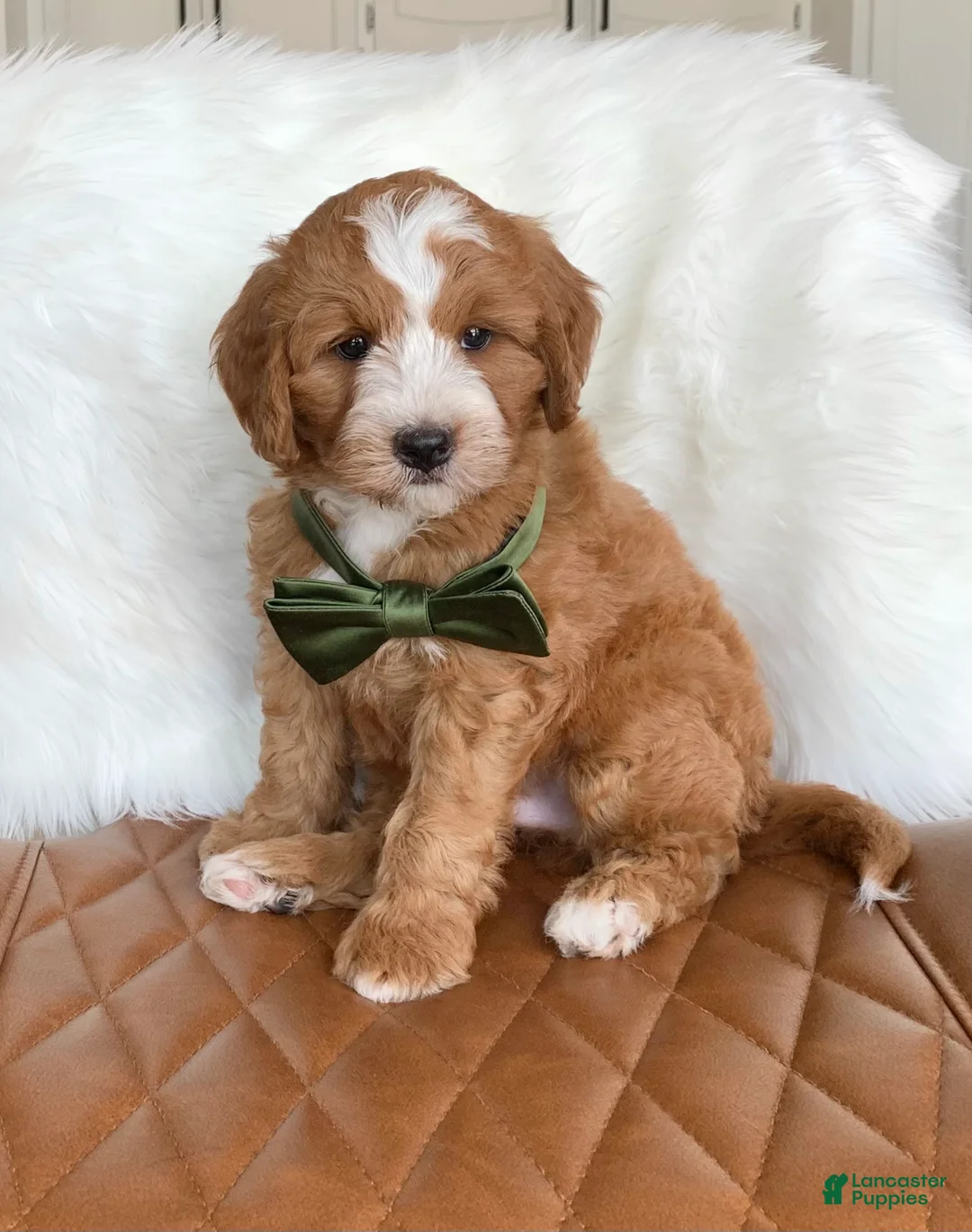 Mini Bernedoodle dogs for sale: Truffle - Ad 2