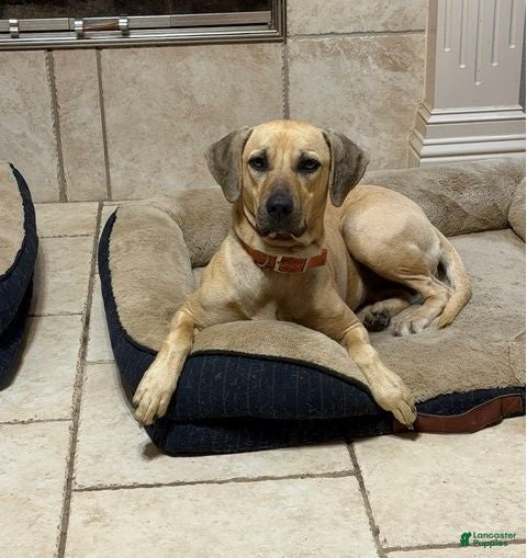 Black Mouth Cur dogs Black Mouth Cur 11 - Ad 2