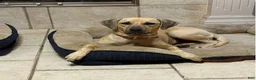 Black Mouth Cur dogs for sale: Black Mouth Cur 11 - Ad 2