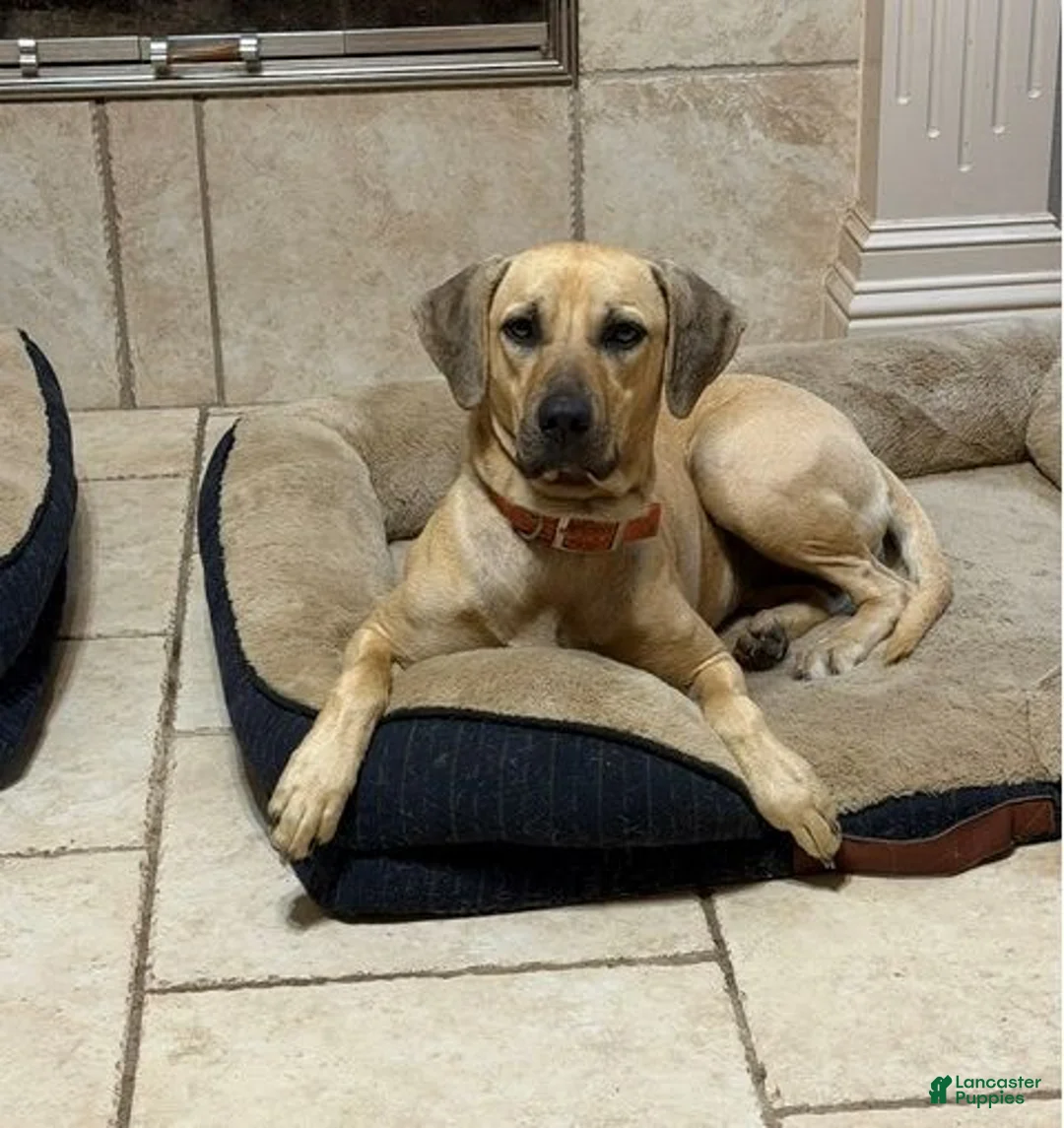 Black Mouth Cur dogs for sale: Black Mouth Cur 11 - Ad 2