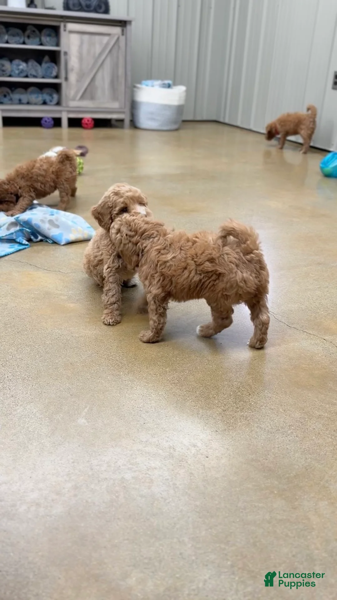 Standard Poodle dogs for sale: Bentley - Moyen Size Poodle - Ad 13