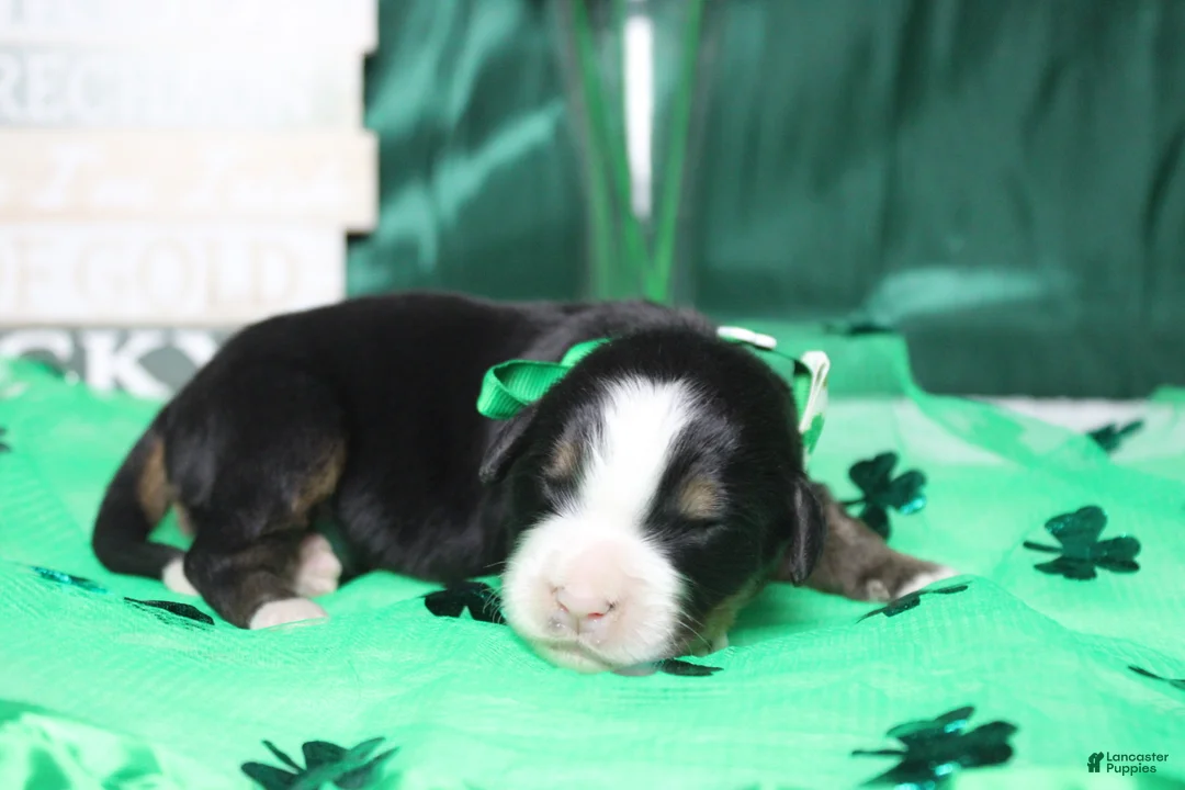 Bernese Mountain Dog dogs for sale: Cooper  - Ad 5