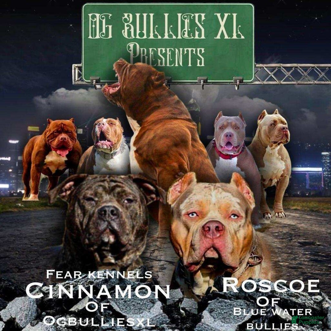 Gallery Image {{count}}