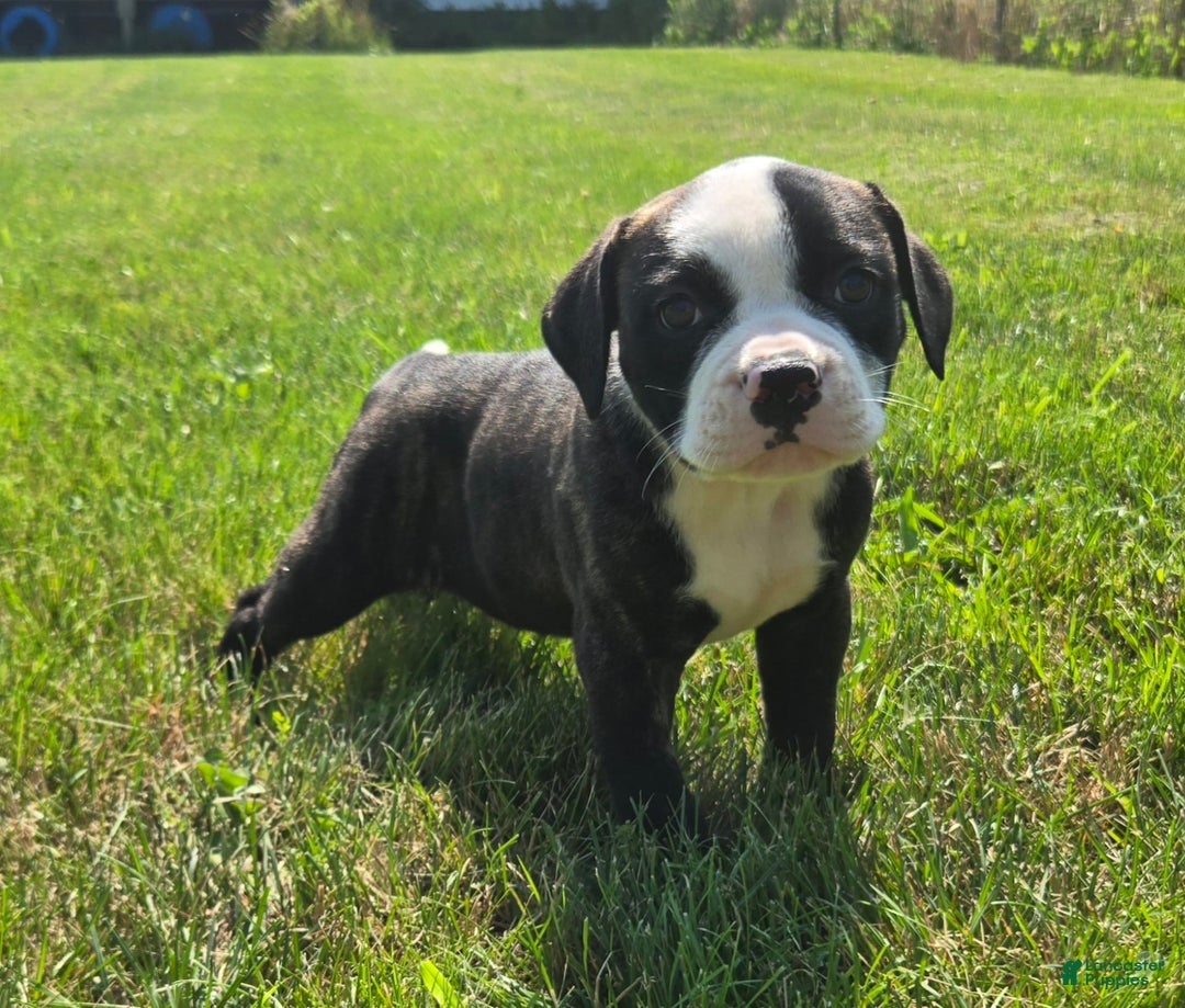 Week Old American Bulldog Puppy American Bulldog Puppies For Sale