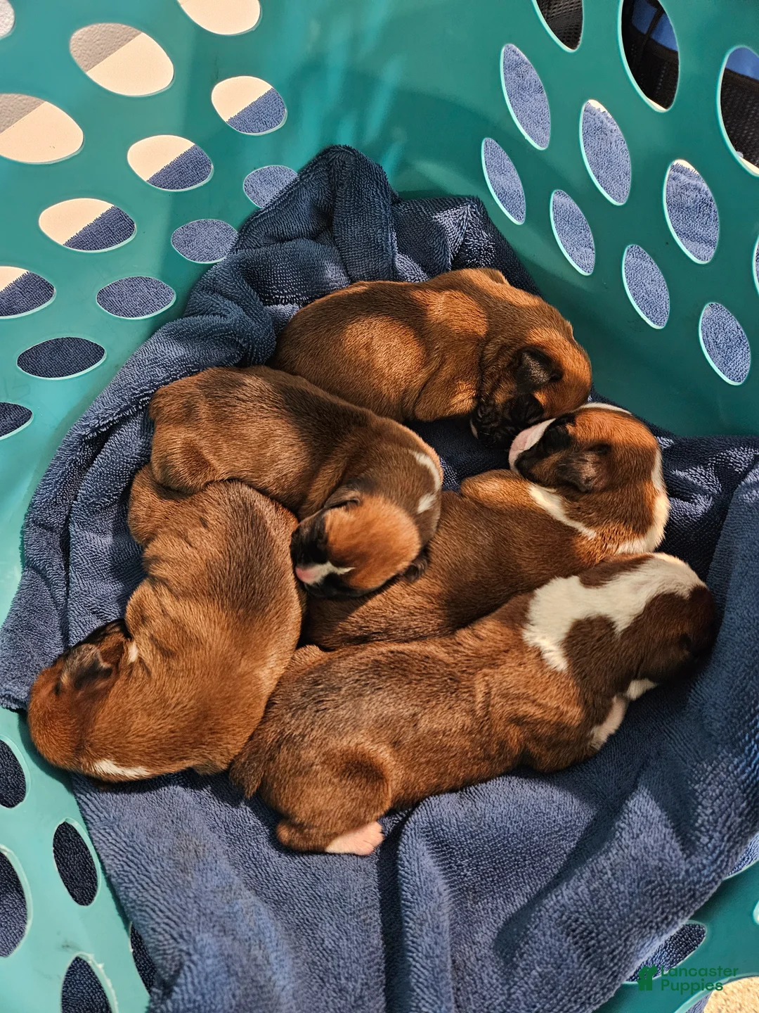 Boxer dogs for stud: Hillsides Dozer - Ad 5