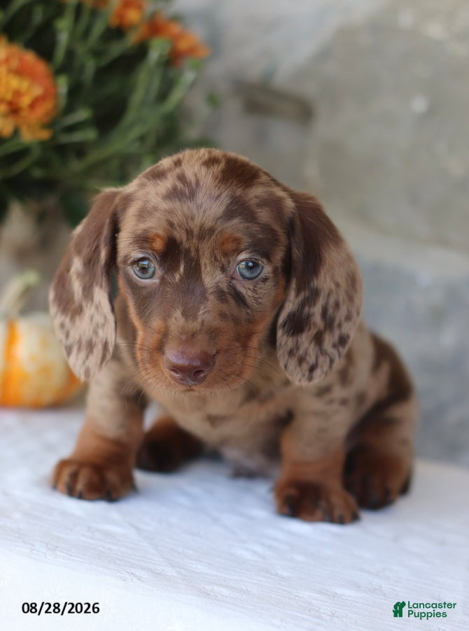 Miniature Dachshund dogs Hadley - Ad 2