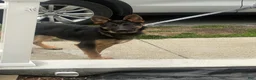 German Shepherd dogs for sale: German Shepherd Puppy 1 - Ad 3