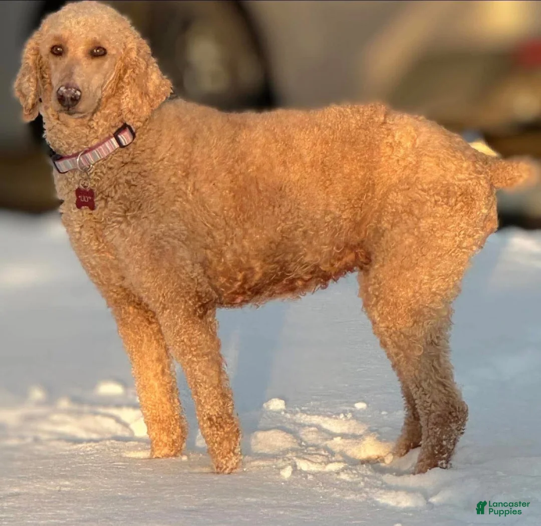 Standard Poodle dogs for sale: Lily (spayed) adult Standard Poodle - Ad 26