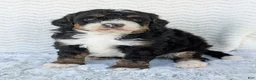Mini Bernedoodle dogs for sale: Mini Nemo  - Ad 9