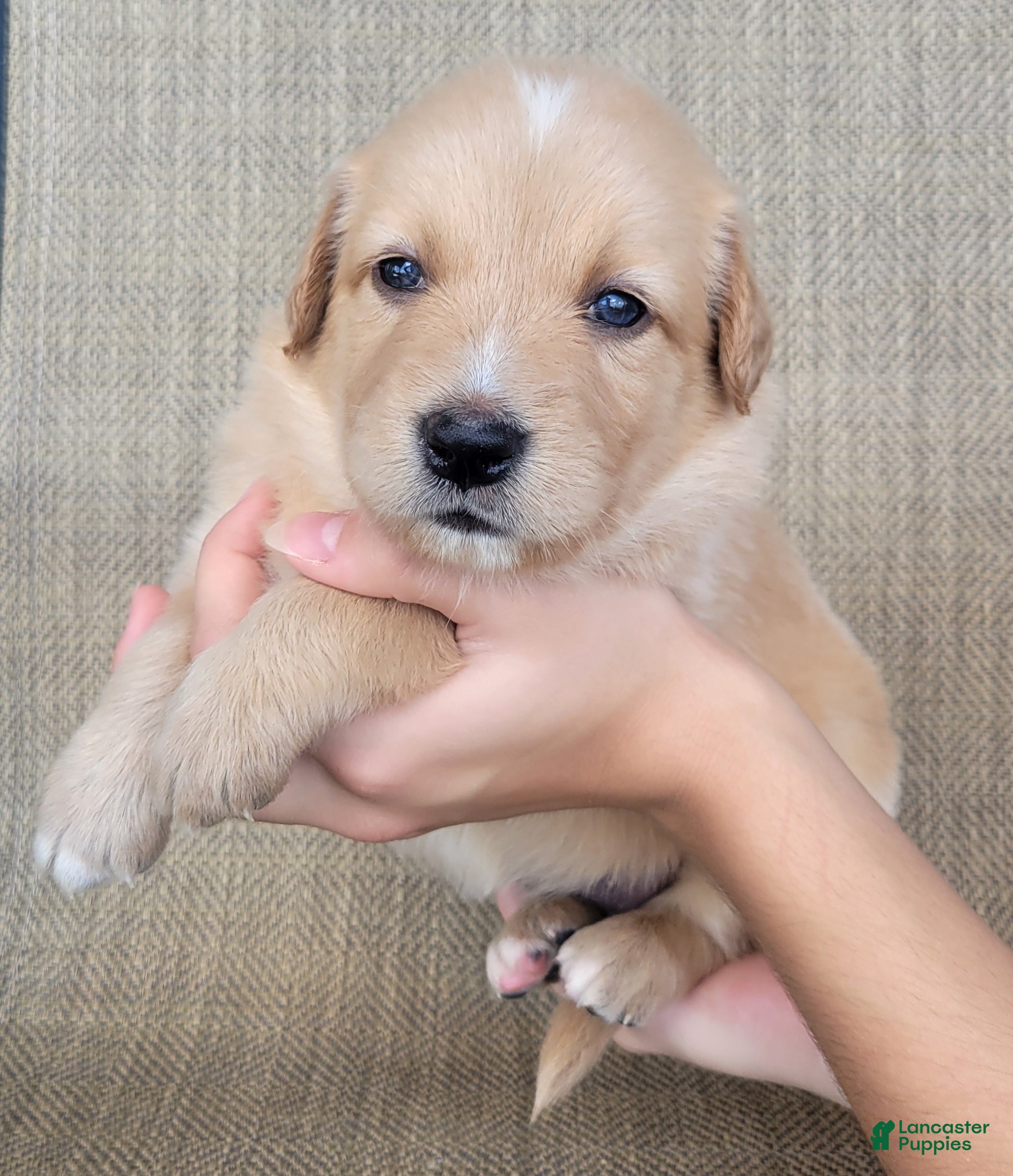 Australian Shepherd dogs Dollie - Ad 1