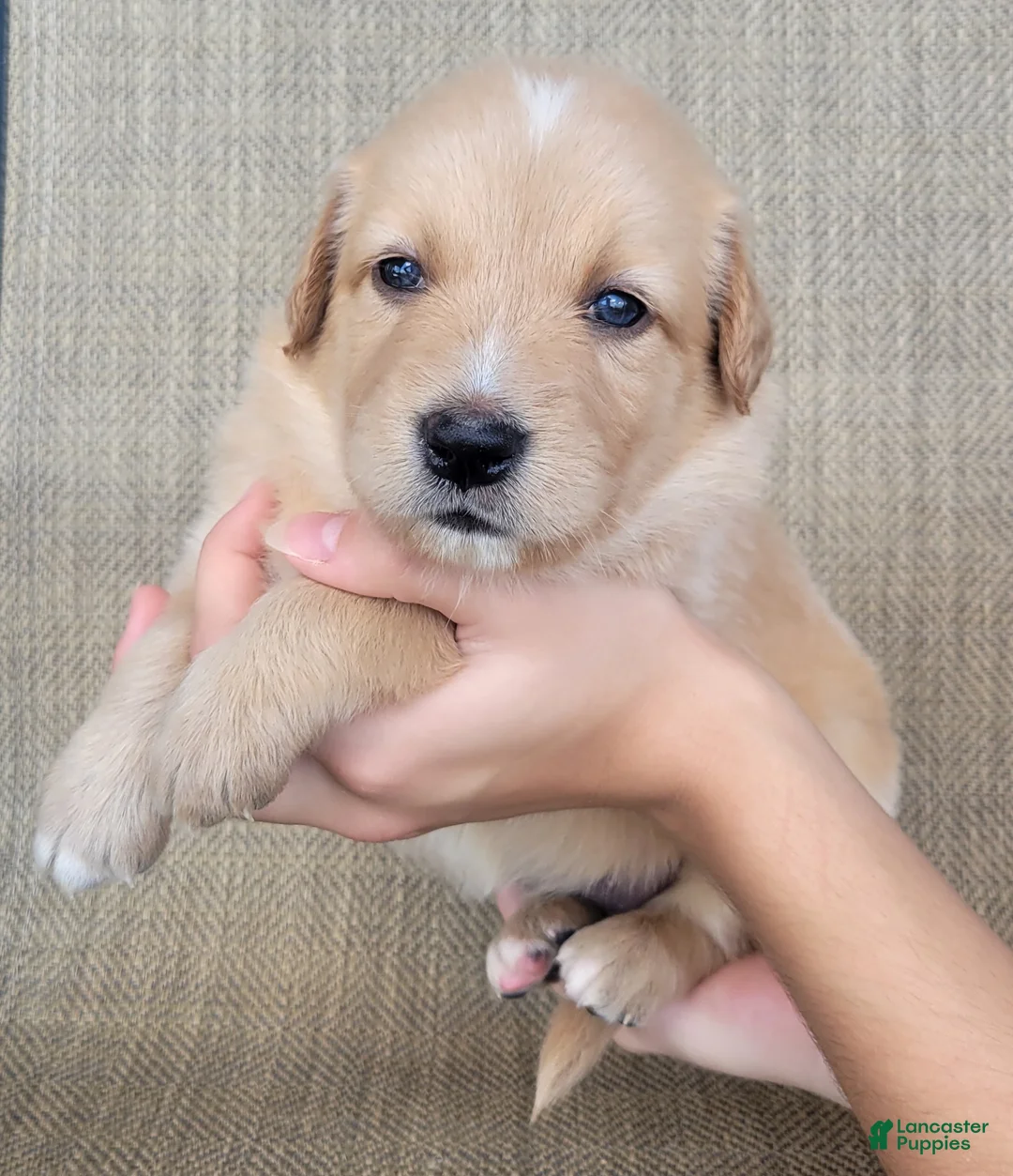 Australian Shepherd dogs for sale: Dollie - Ad 1