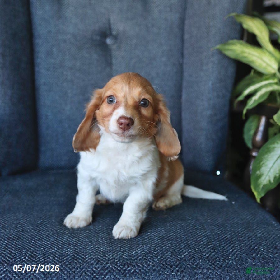 Dachshund dogs Timmy - Ad 1