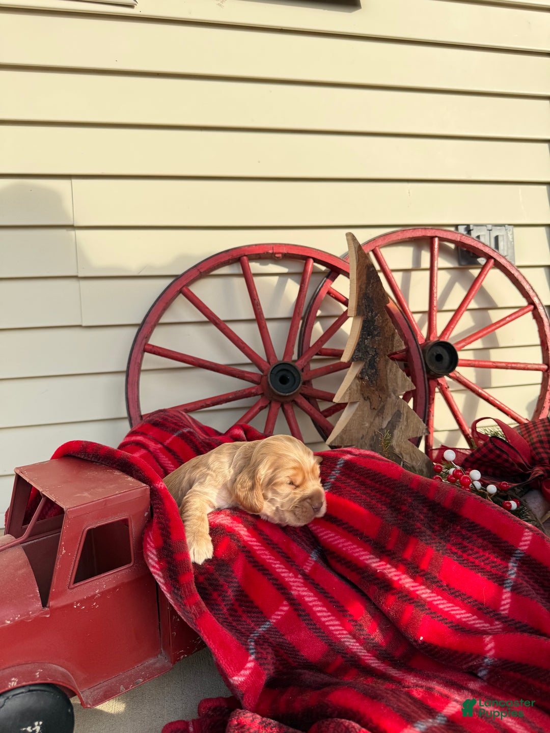 Cocker Spaniel dogs for sale: Arthur - Ad 1