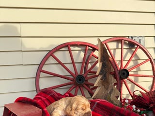 Cocker Spaniel dogs Arthur - Ad 12